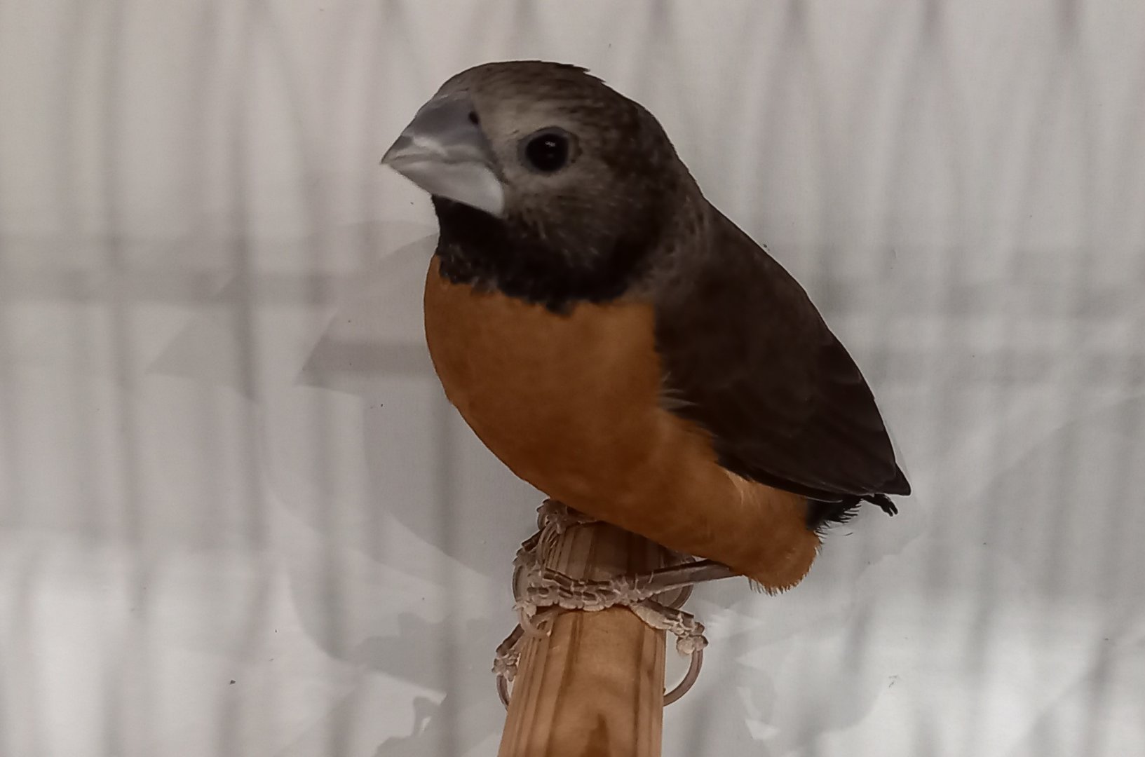 Grey-crowned munia - Lonchura nevermanni
