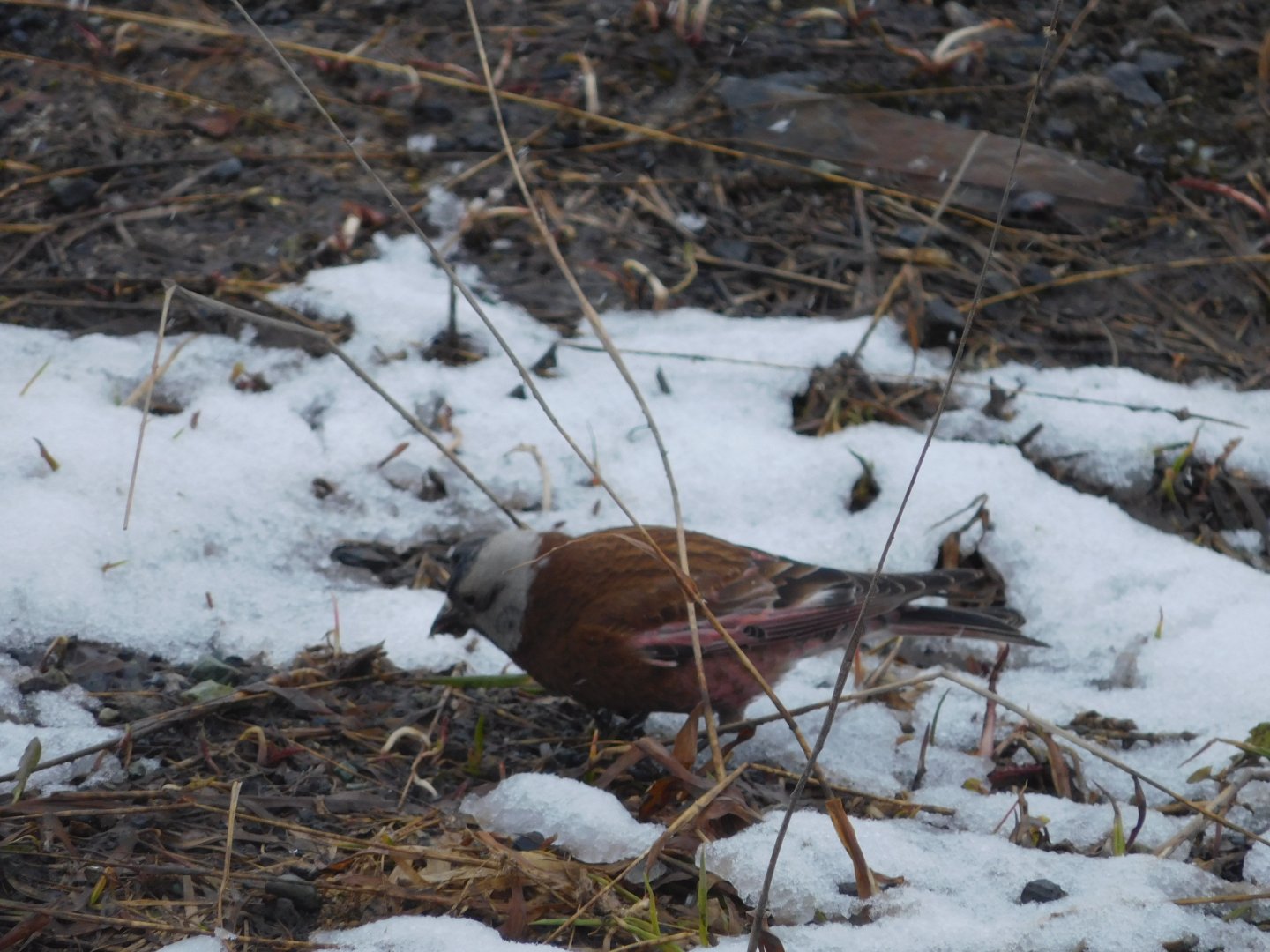 Grey-crowned rosy-finch