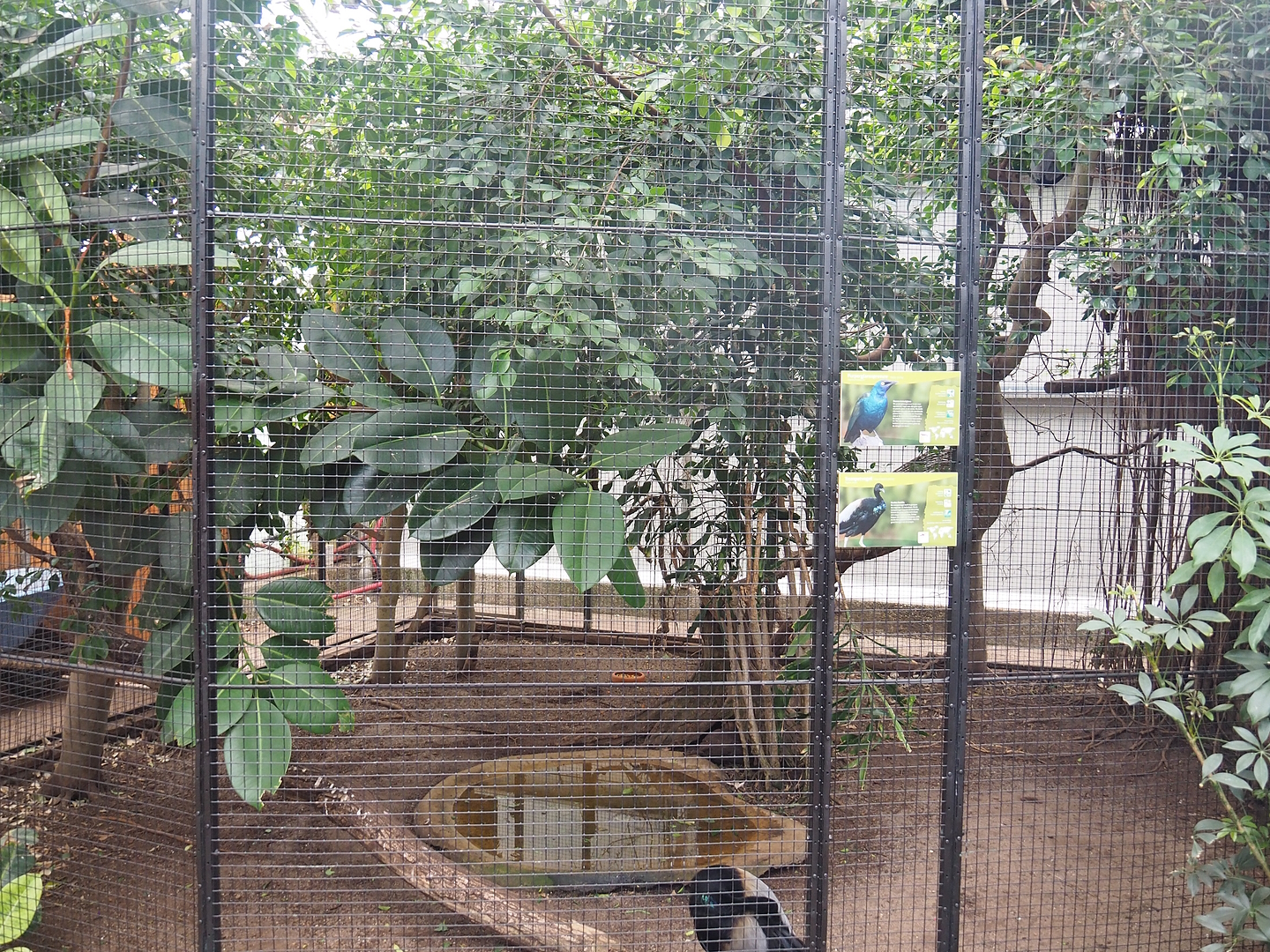 Grey-crowned trumpeter and Purple glossy starling aviary, 2022-08-28