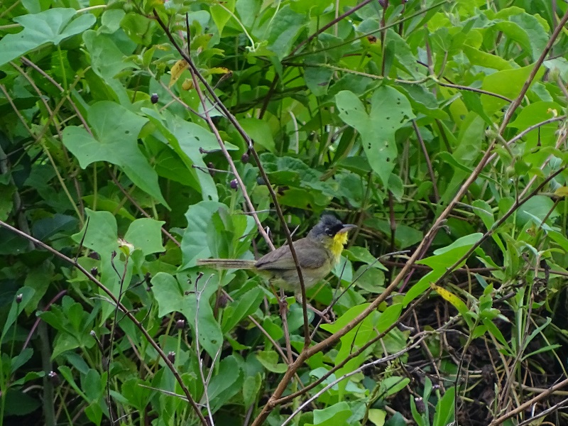Grey-crowned yellowthroat (Geothlypis poliocephala)