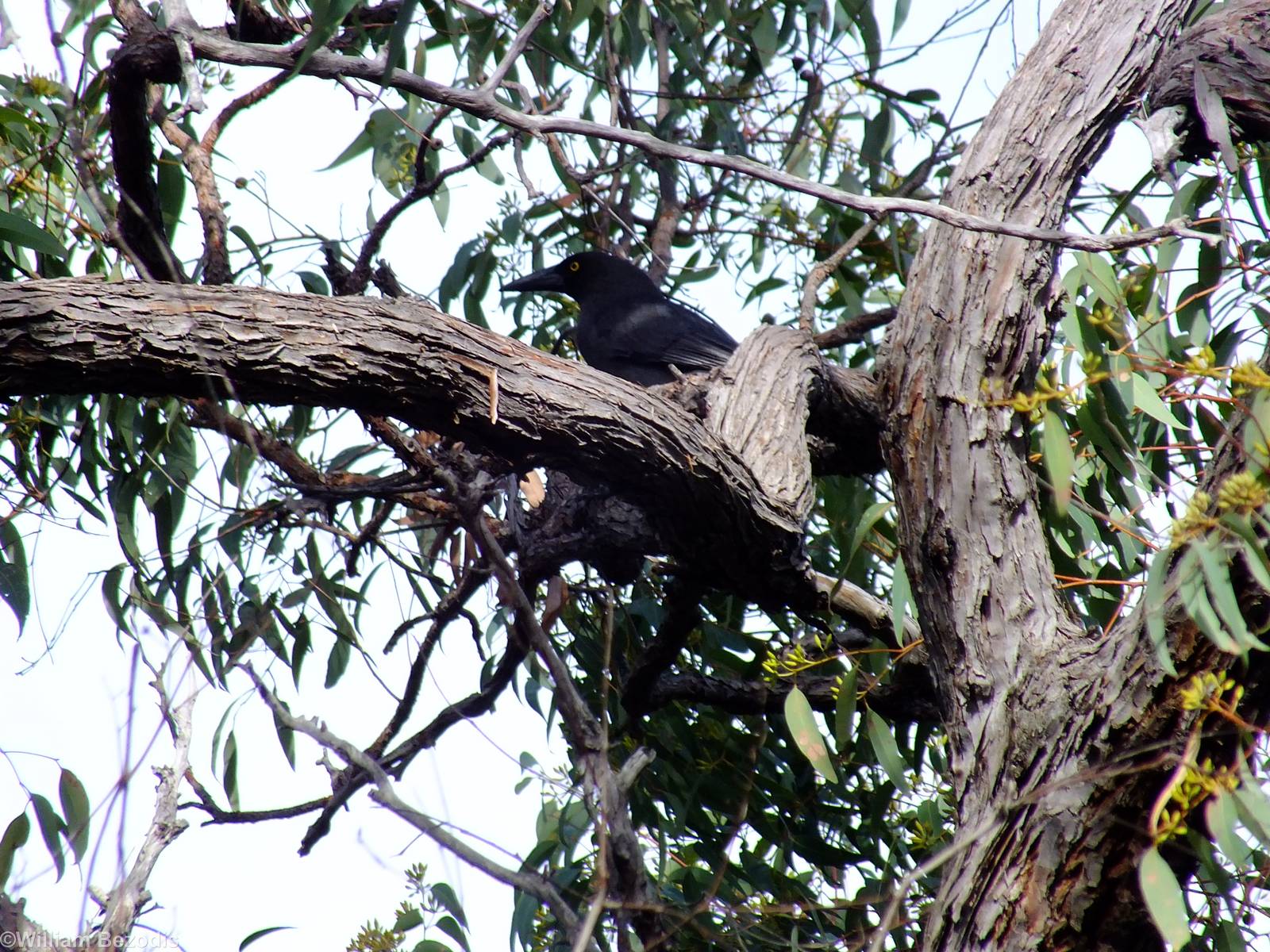 Grey Currawong - 2014