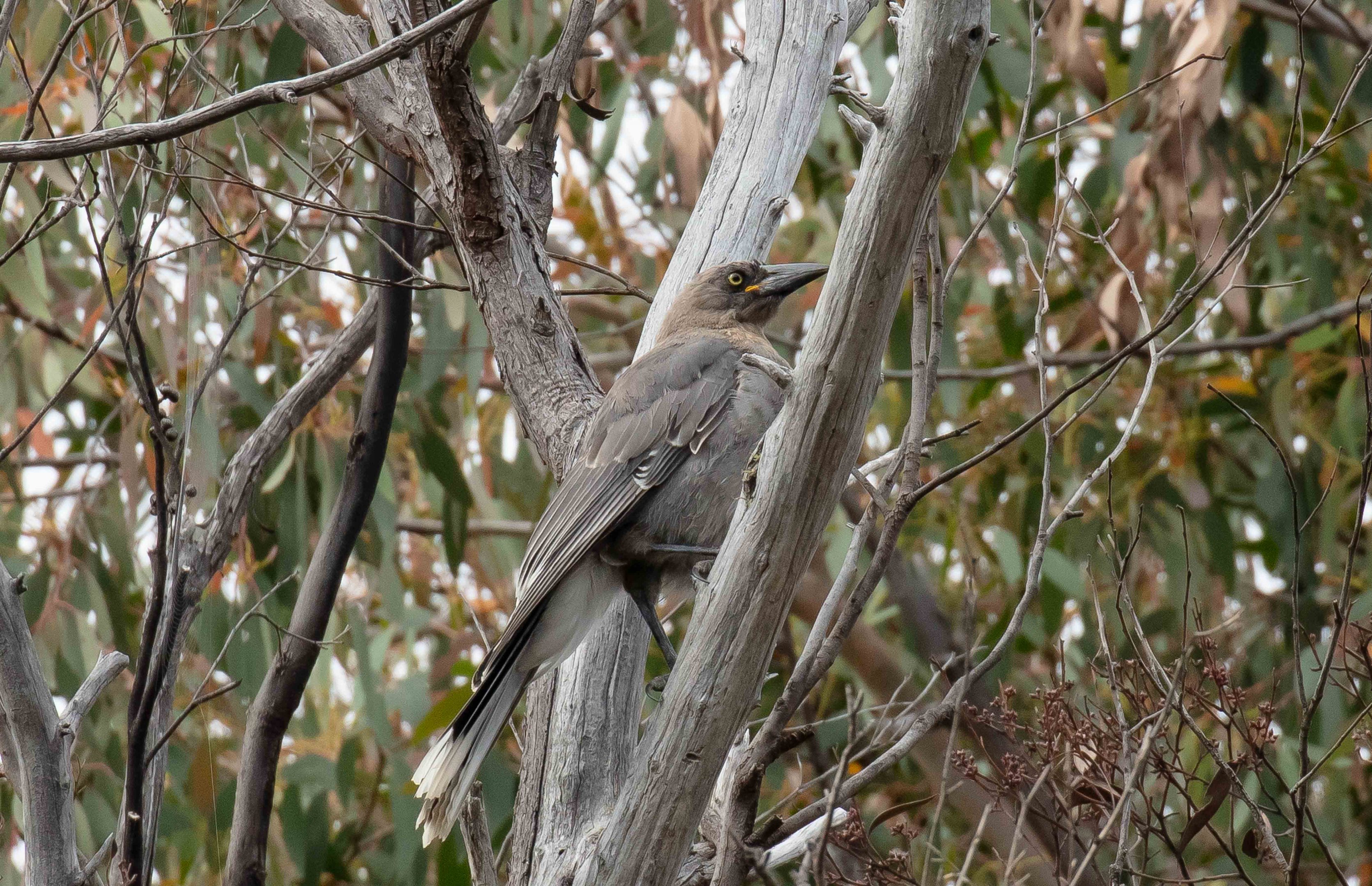Grey Currawong juvenile
