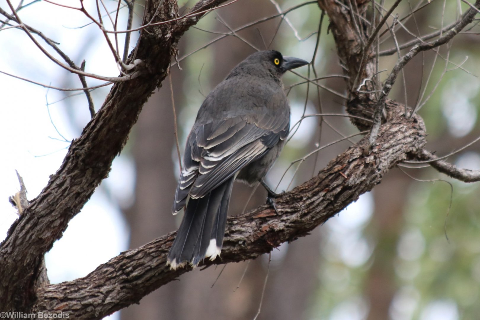 Grey Currawong - Mundaring Weir