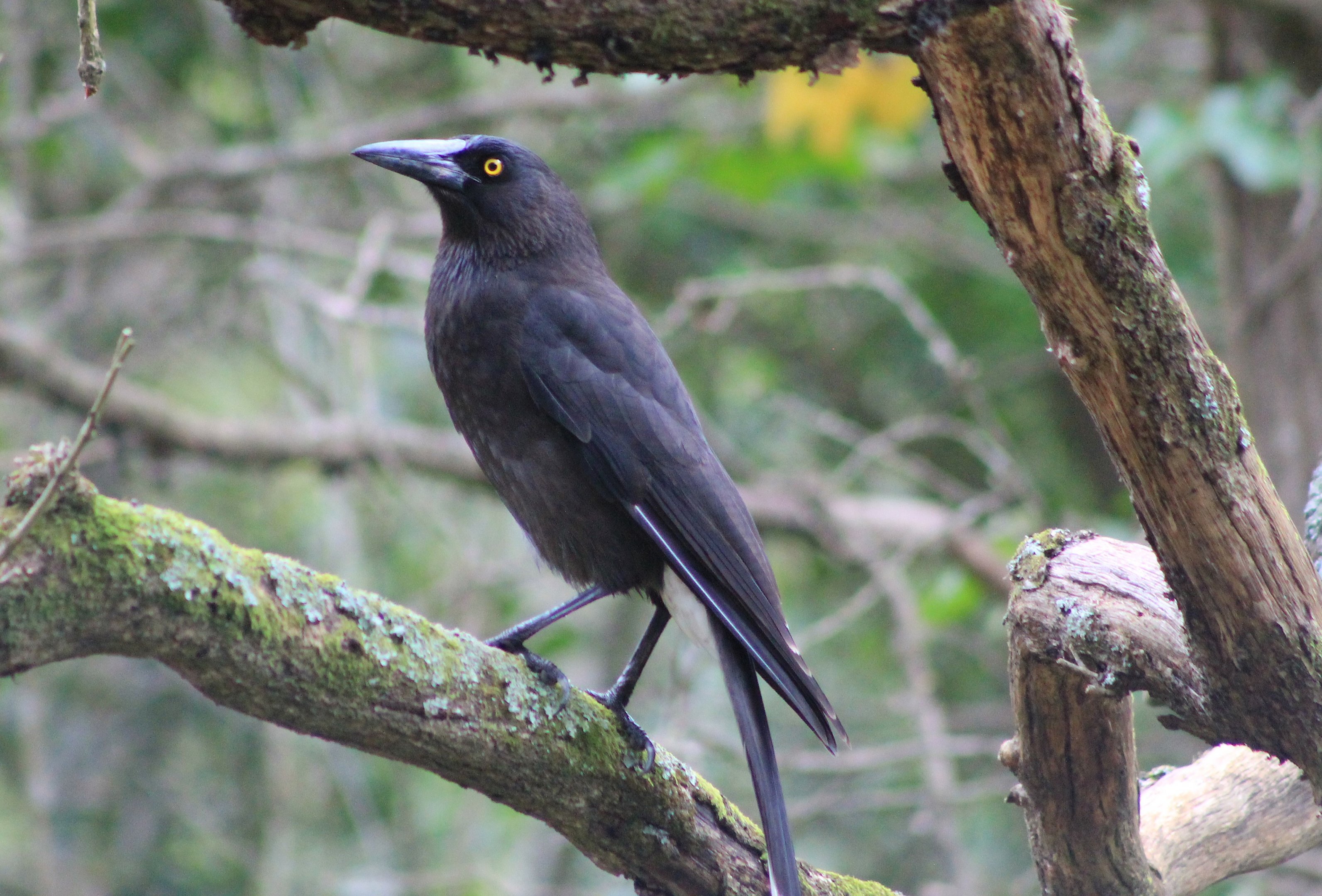 Grey Currawong (Strepera versicolor)