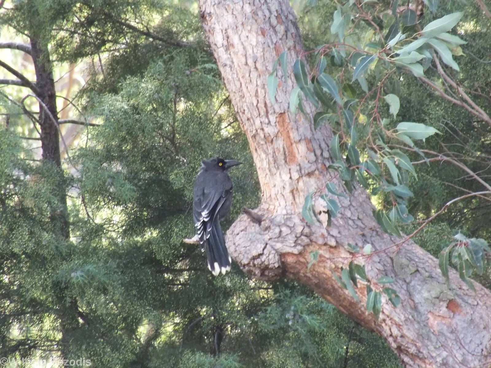Grey Currawong