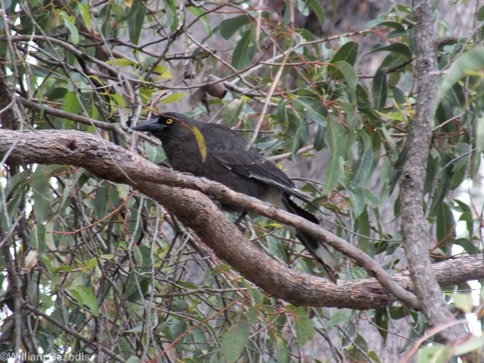 Grey Currawong