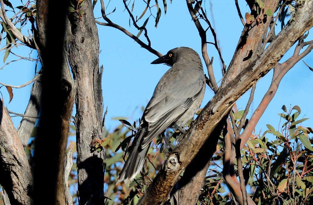 Grey Currawong