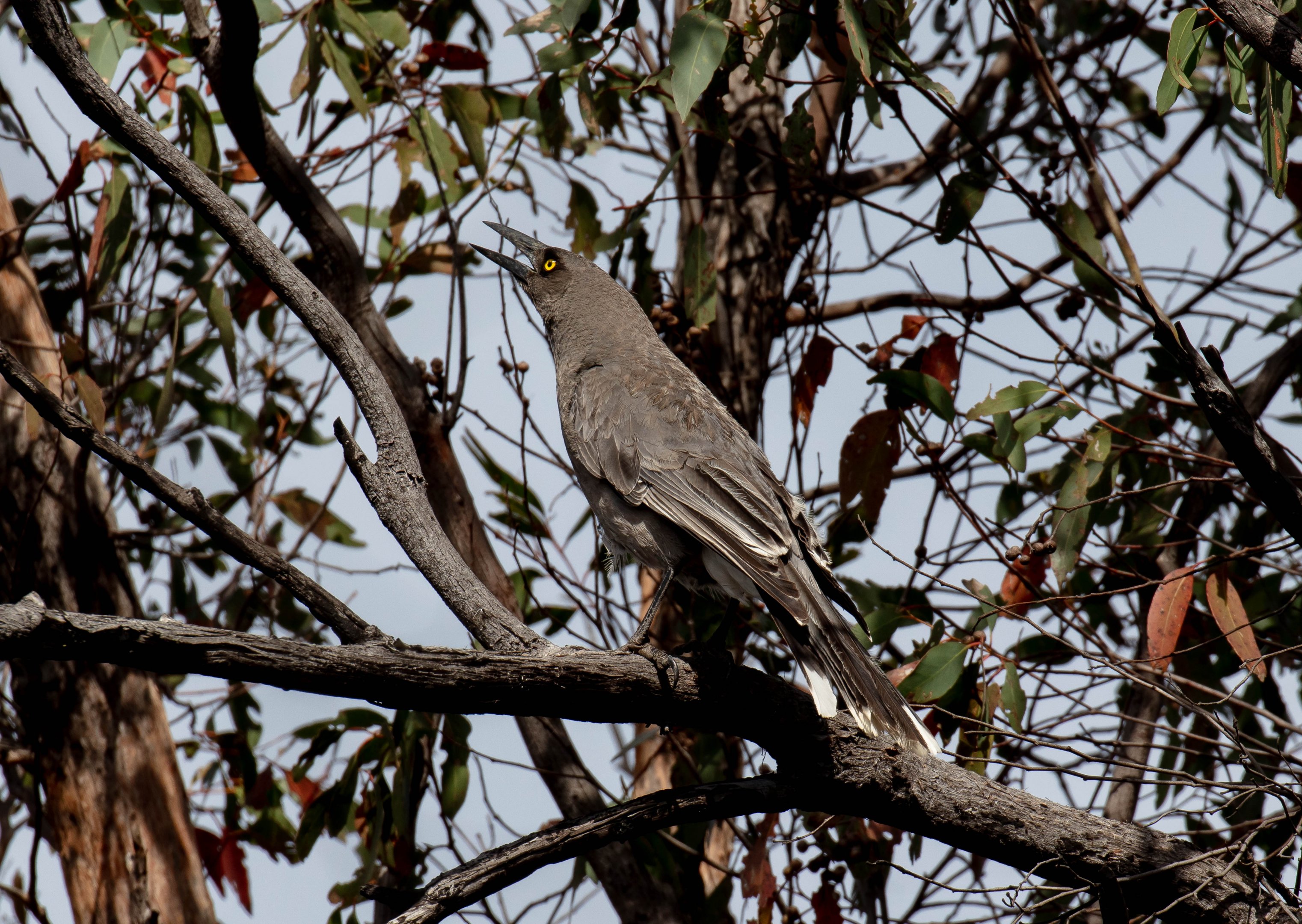 Grey Currawong