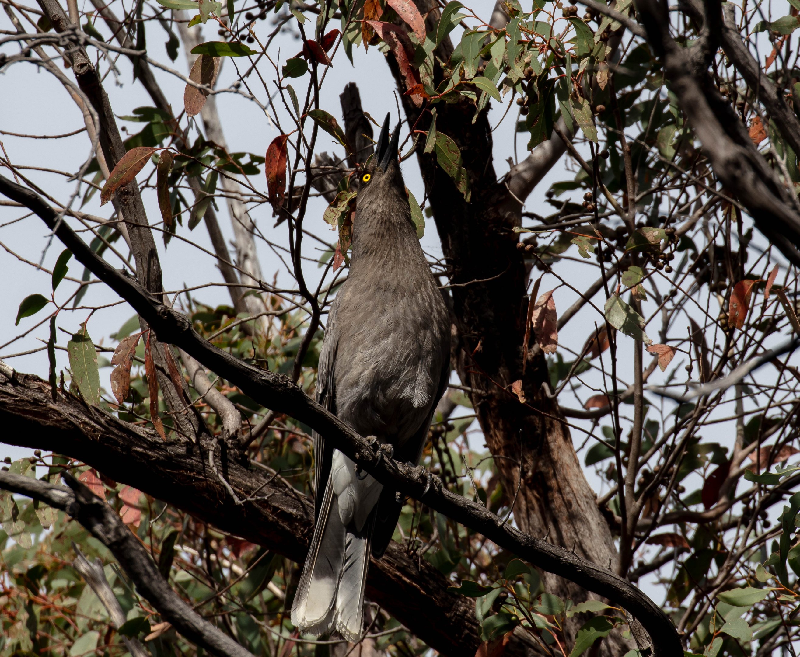 Grey Currawong