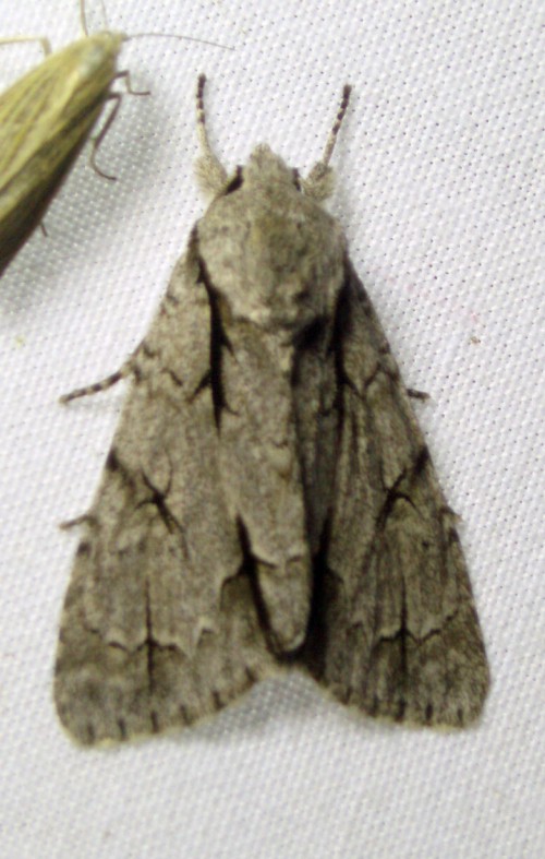 Grey Dagger (Acronicta psi)