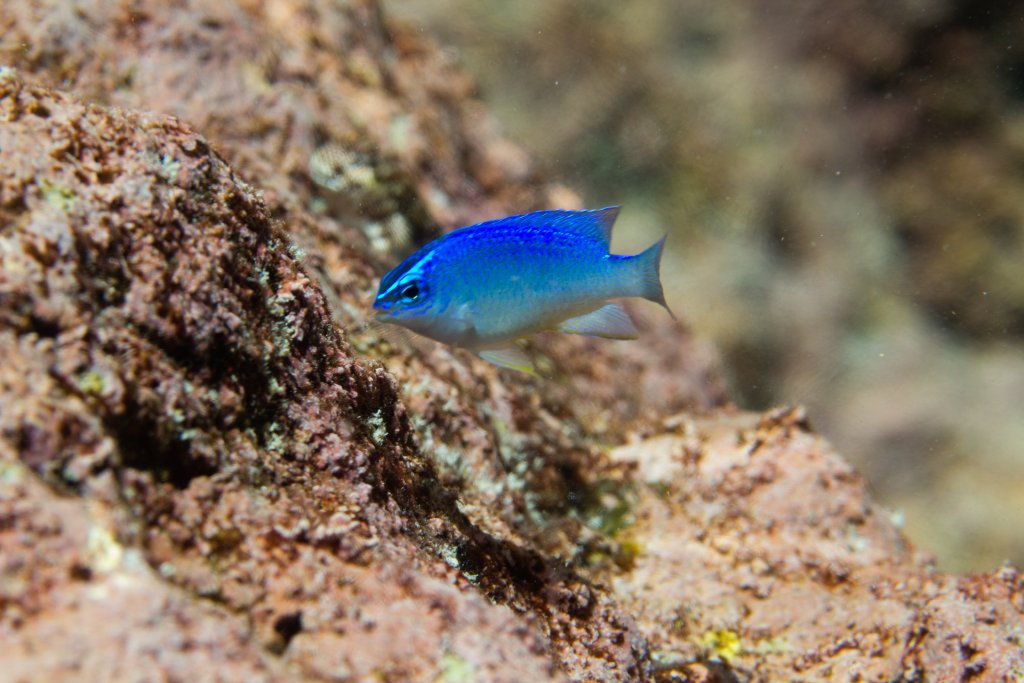 Grey Demoiselle juvenile (Chrysiptera glauca)