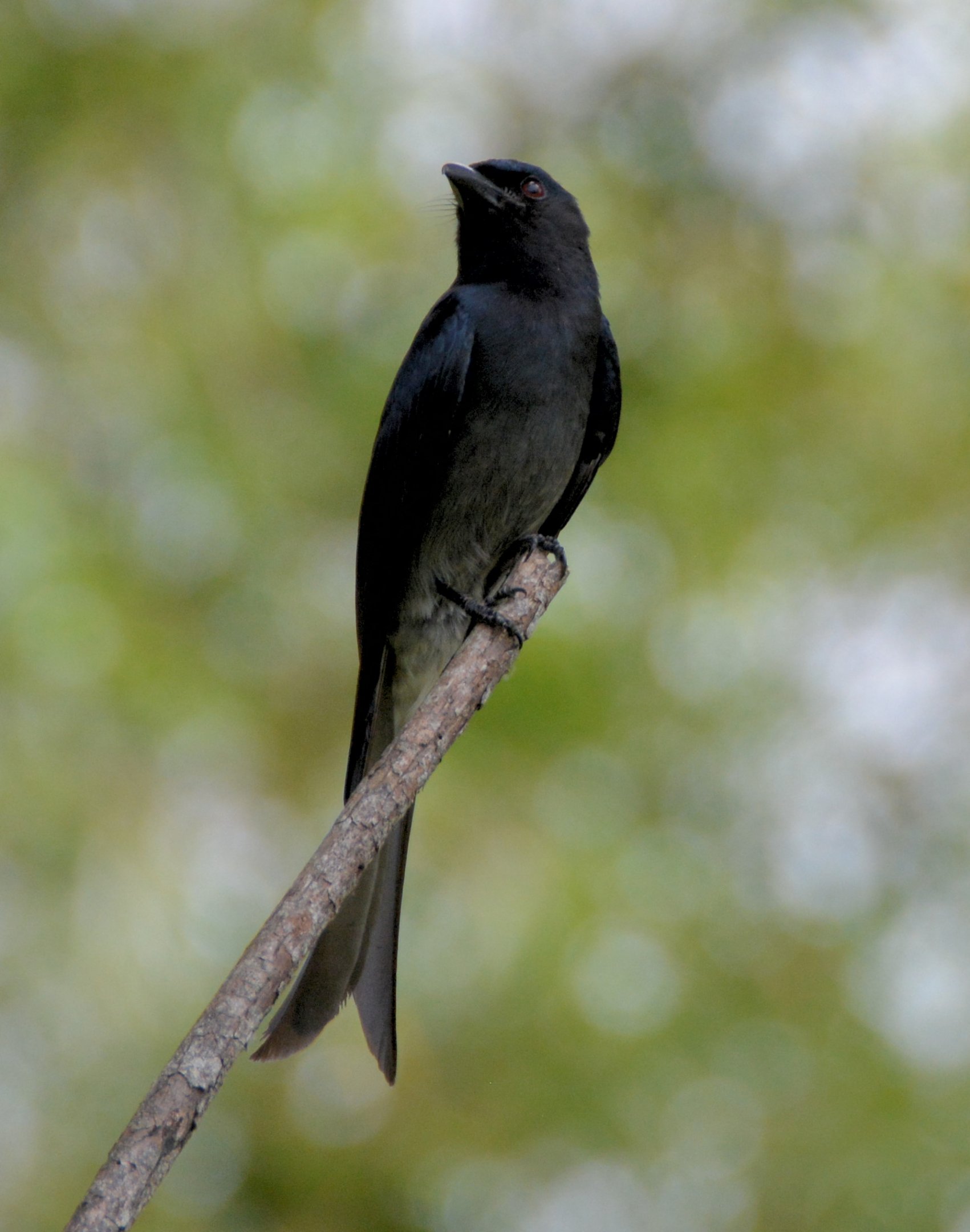 Grey drongo