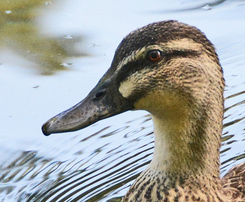 Grey duck portrait.
