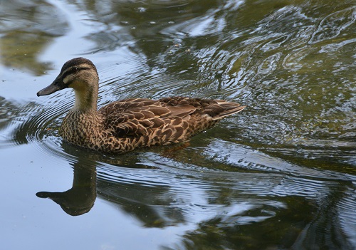 Grey duck ?  Possibly X mallard.
