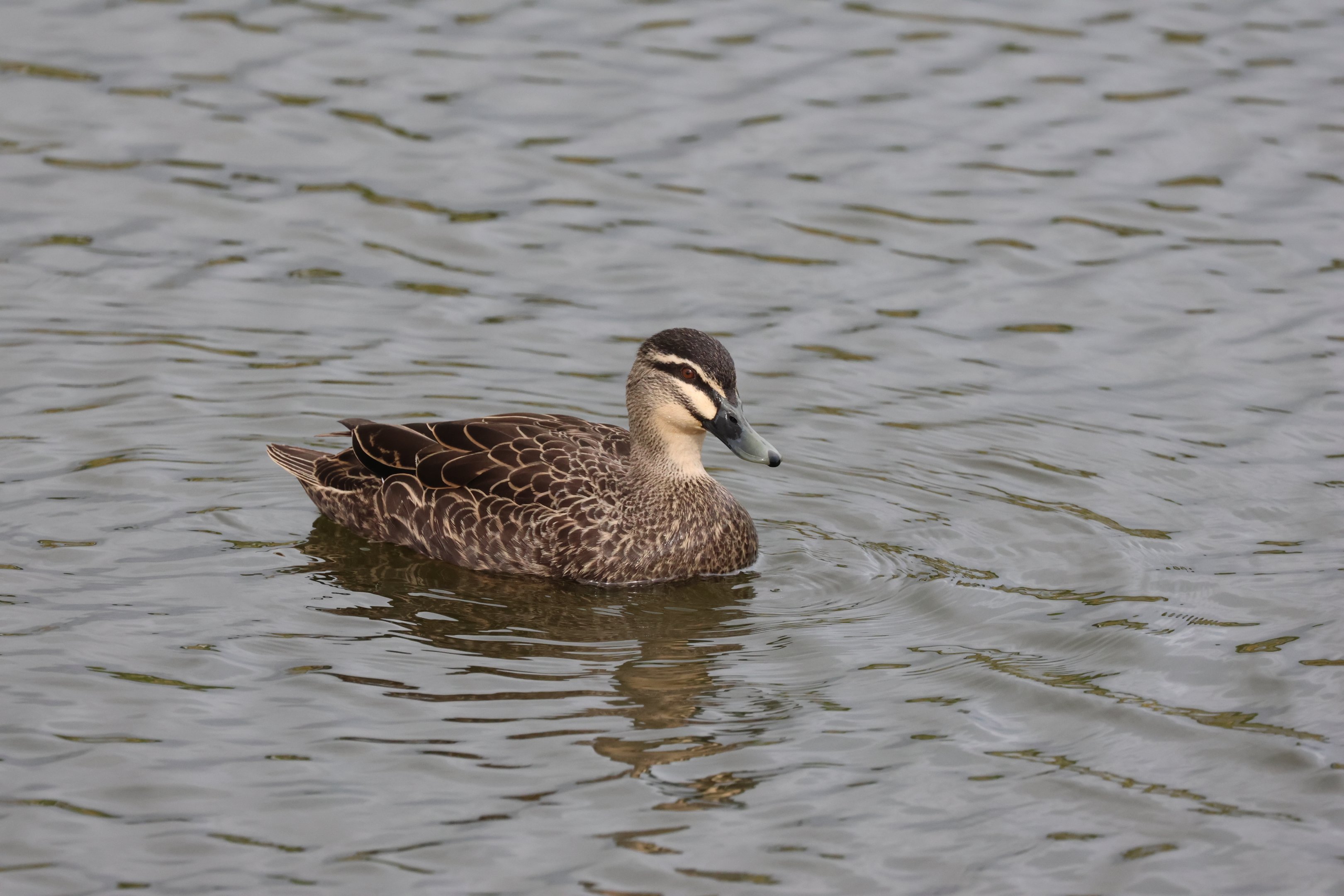Grey Duck x Mallard hybrid (Anas superciliosa x Anas platyrhynchos), Waimanu Lagoons Reserve (Waikanae, Wellington)