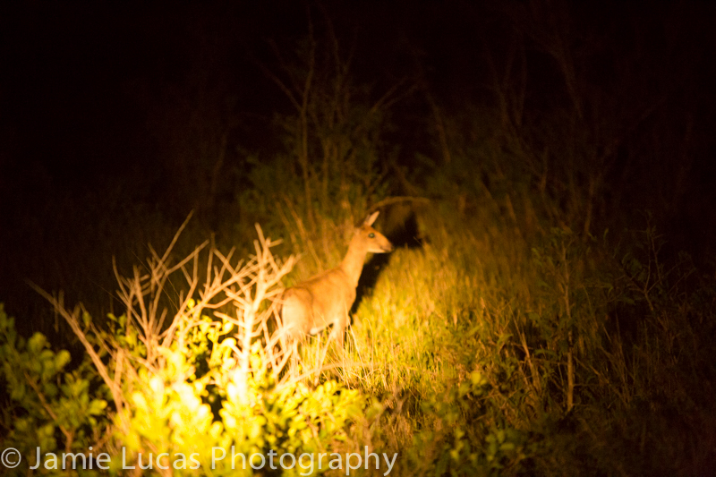 Grey Duiker