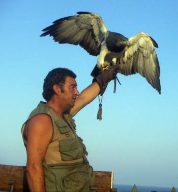 Grey Eagle-Buzzard (Geranoaetus melanoleucus)