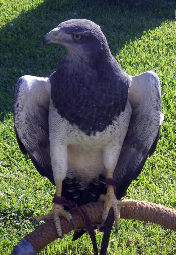 Grey Eagle-Buzzard (Geranoaetus melanoleucus)