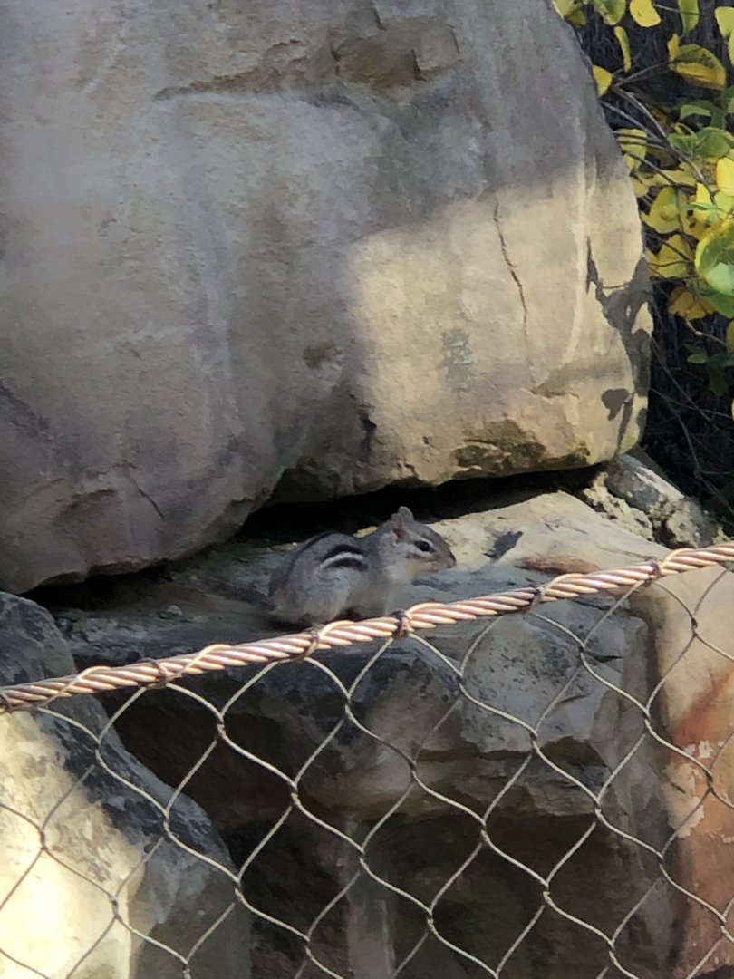 Grey Eastern Chipmunk