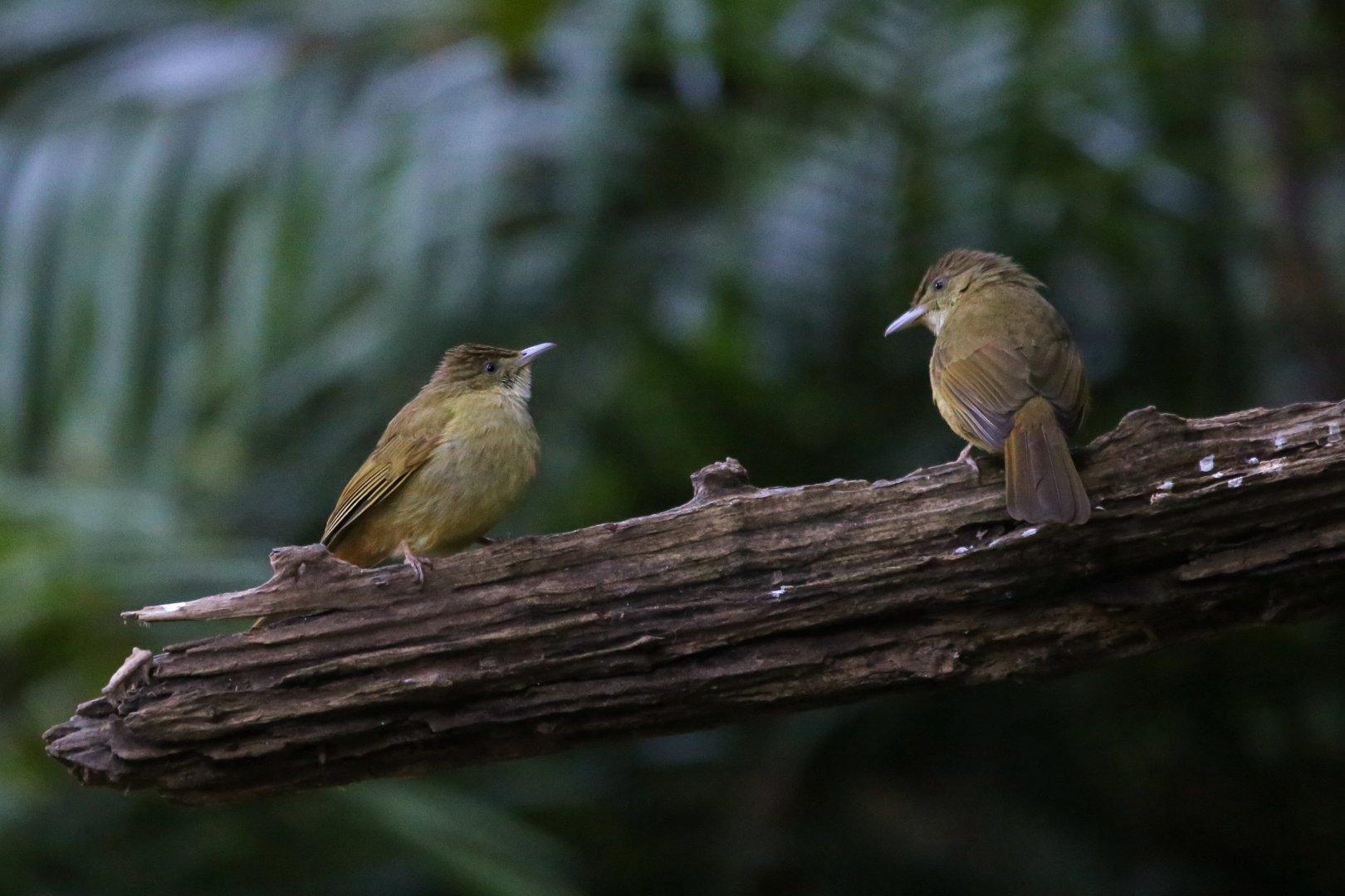 Grey-eyed Bulbul (Iole propinqua)