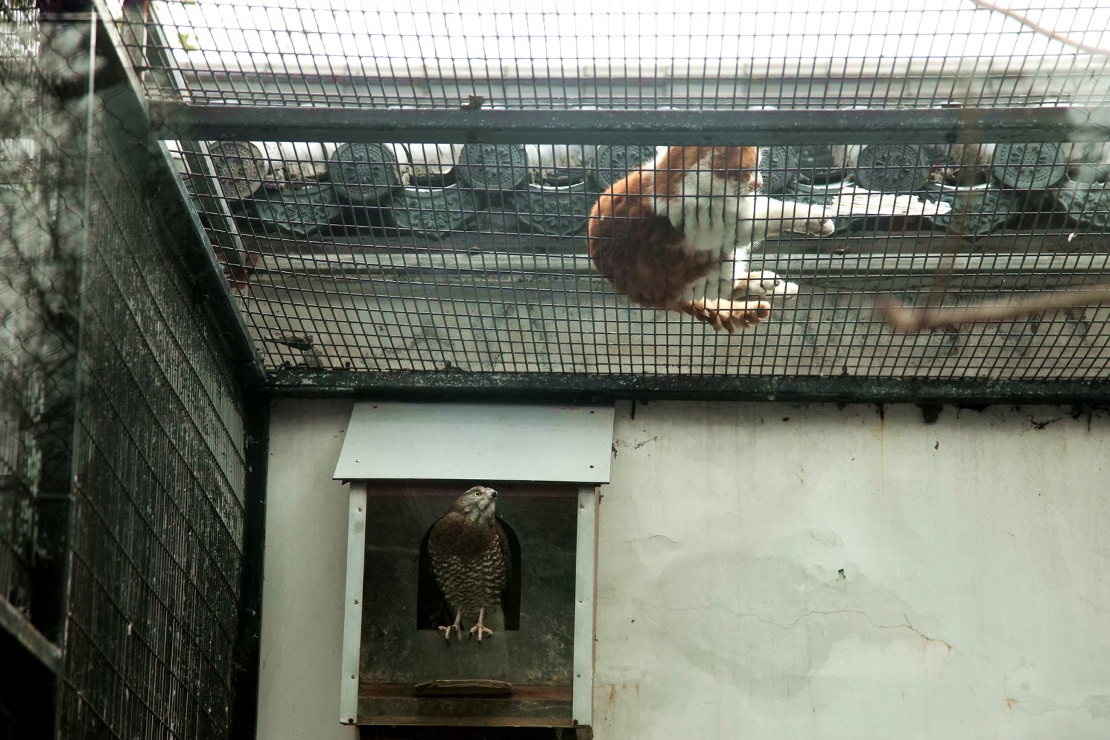 Grey-faced buzzard and feral cat
