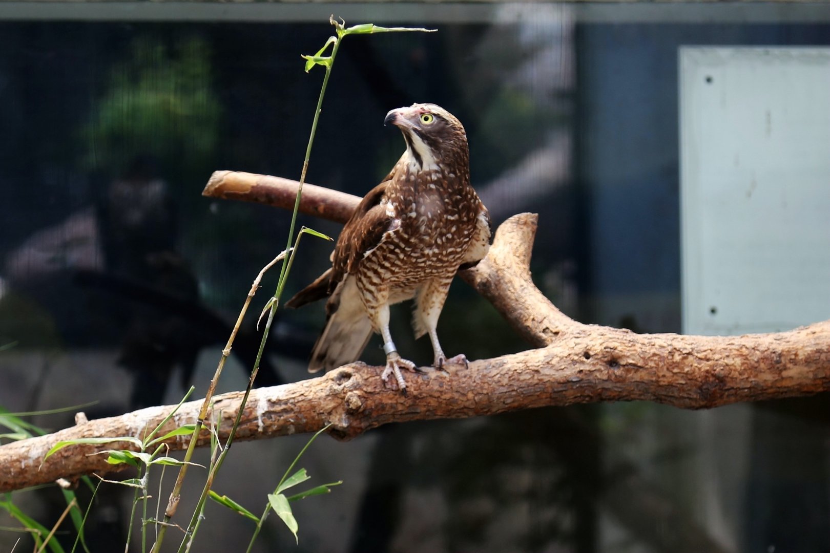 Grey-faced Buzzard (Butastur indicus)