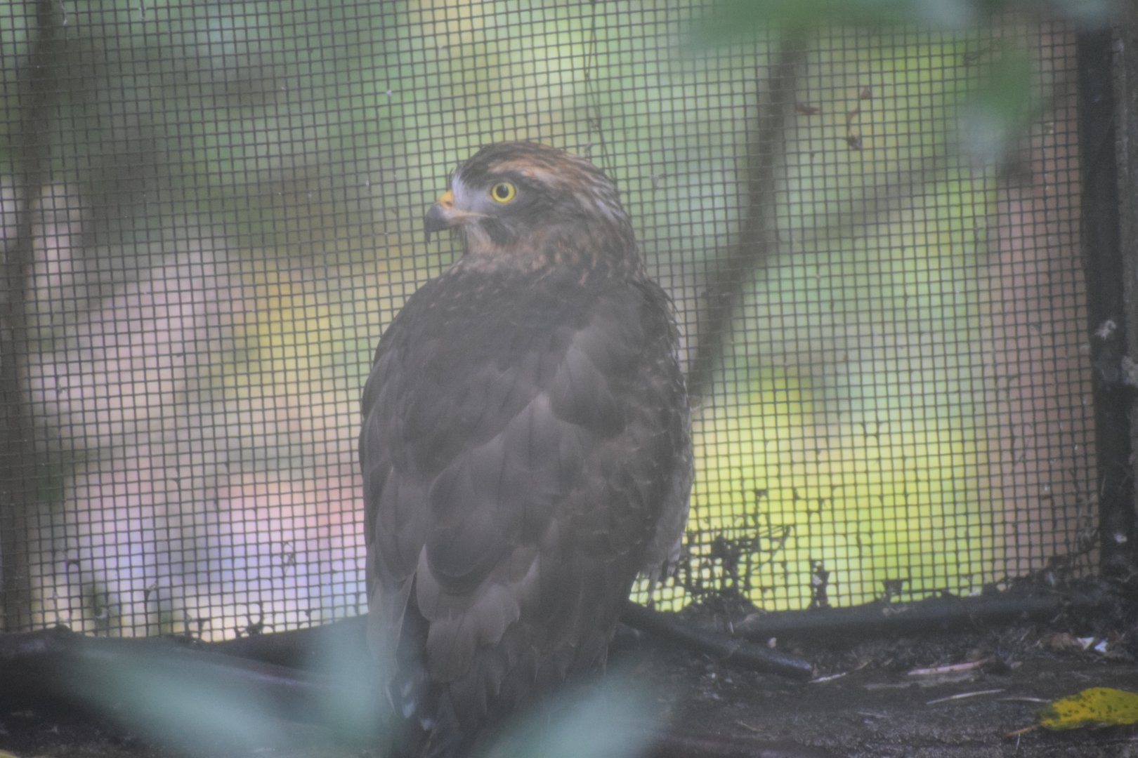 Grey-faced buzzard - Hirakawa Zoo
