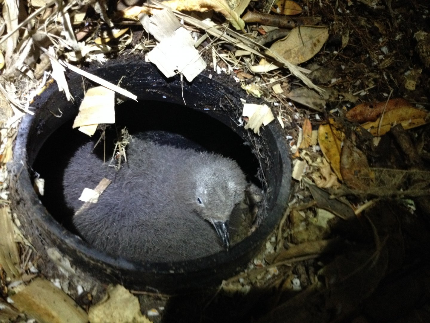 Grey-faced Petrel (Pterodroma gouldi) - Chick in burrow