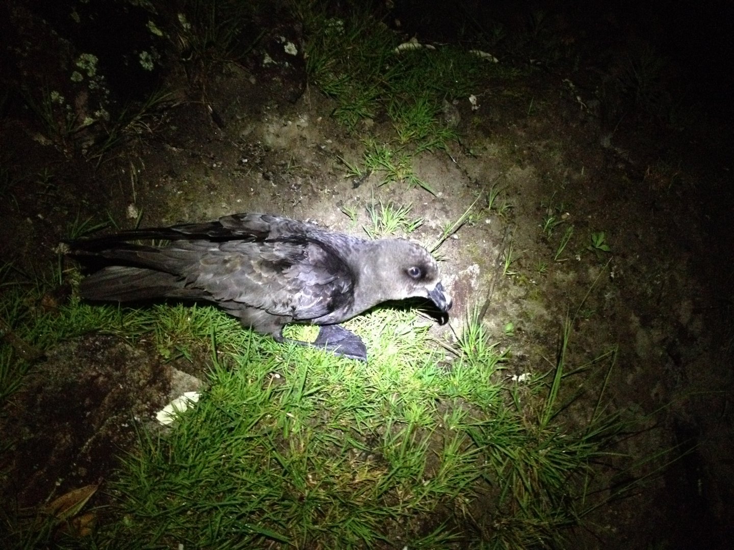 Grey-faced Petrel (Pterodroma gouldi)