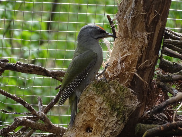 Grey-faced woodpecker (Picus canus)