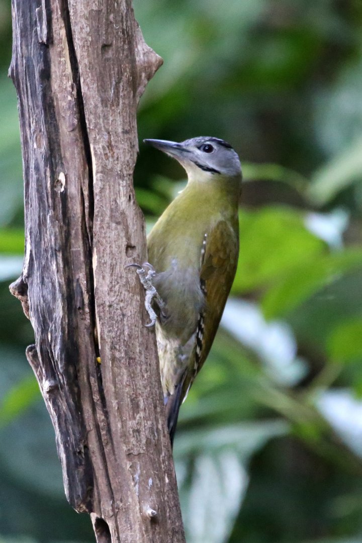 Grey-faced Woodpecker (Picus canus)