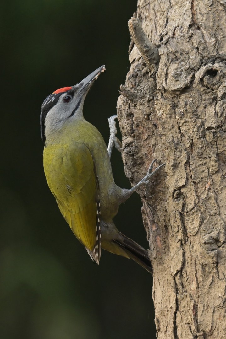 Grey-faced Woodpecker Picus canus