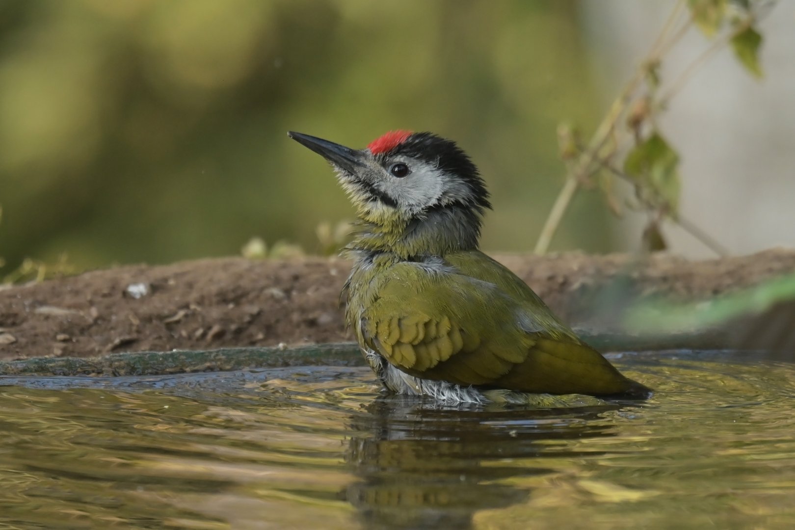Grey-faced Woodpecker Picus canus