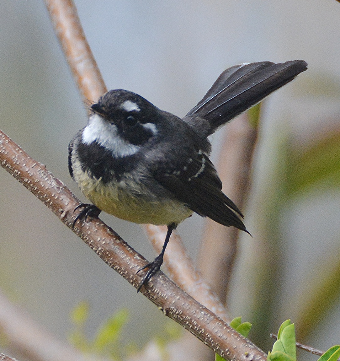 Grey fantail 1