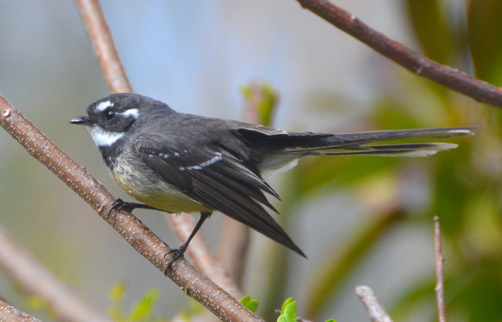 Grey fantail flycatcher