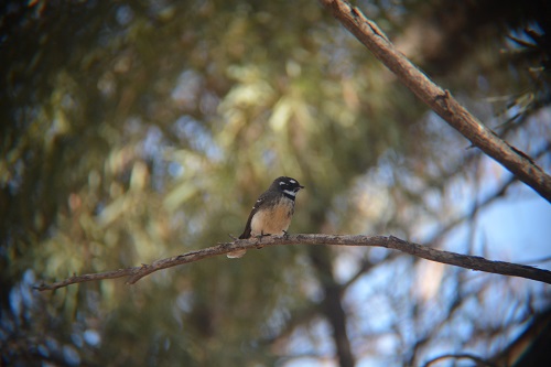 Grey fantail flycatcher.