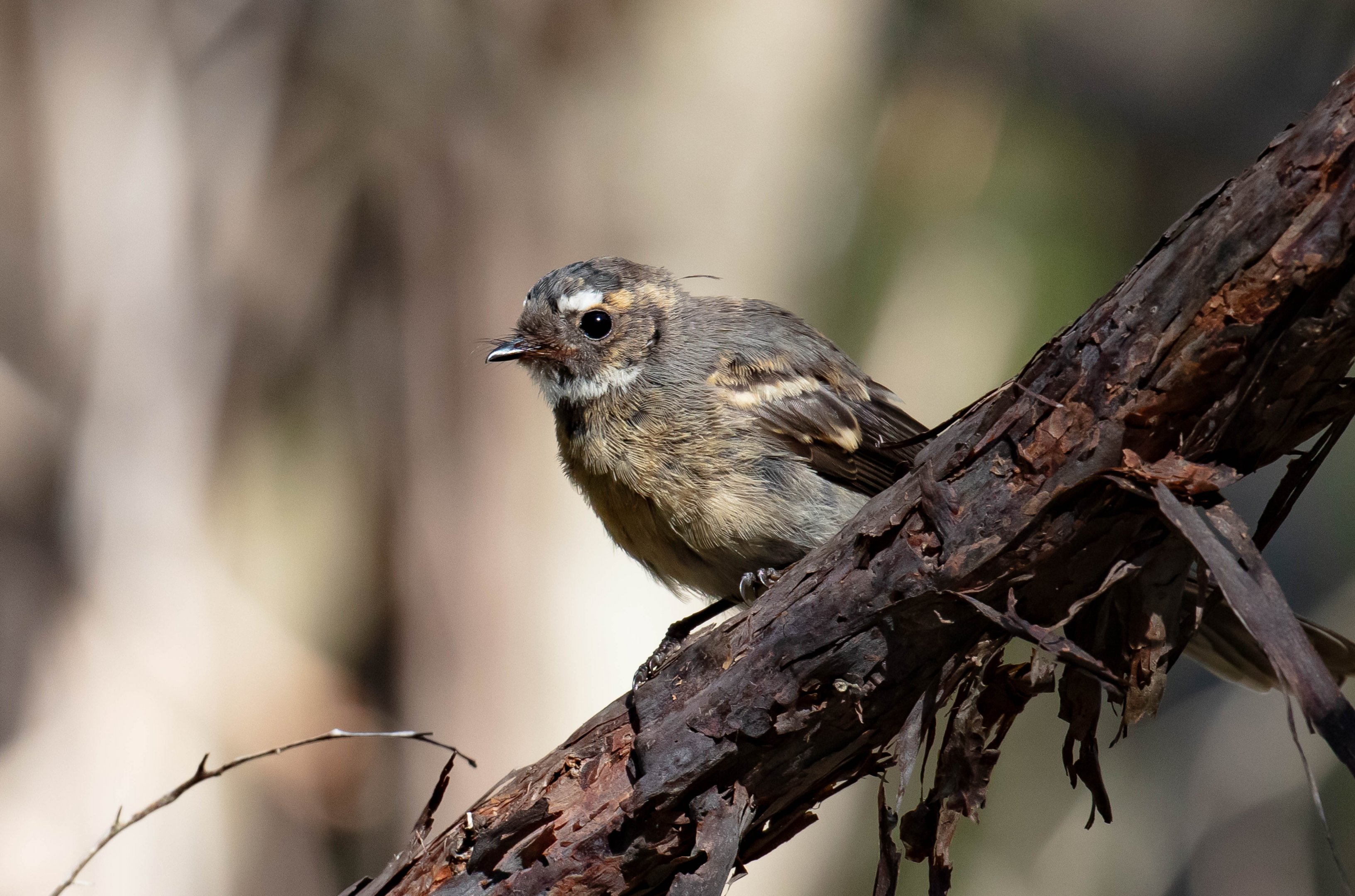 Grey Fantail (juvenile plumage)