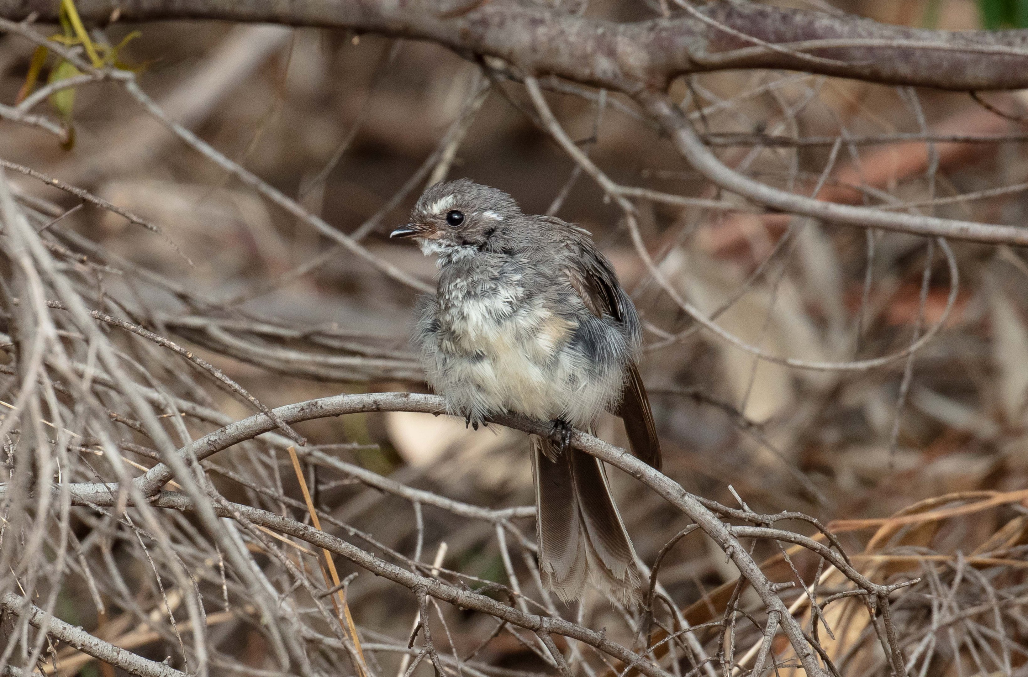 Grey Fantail juvenile (wild bird)