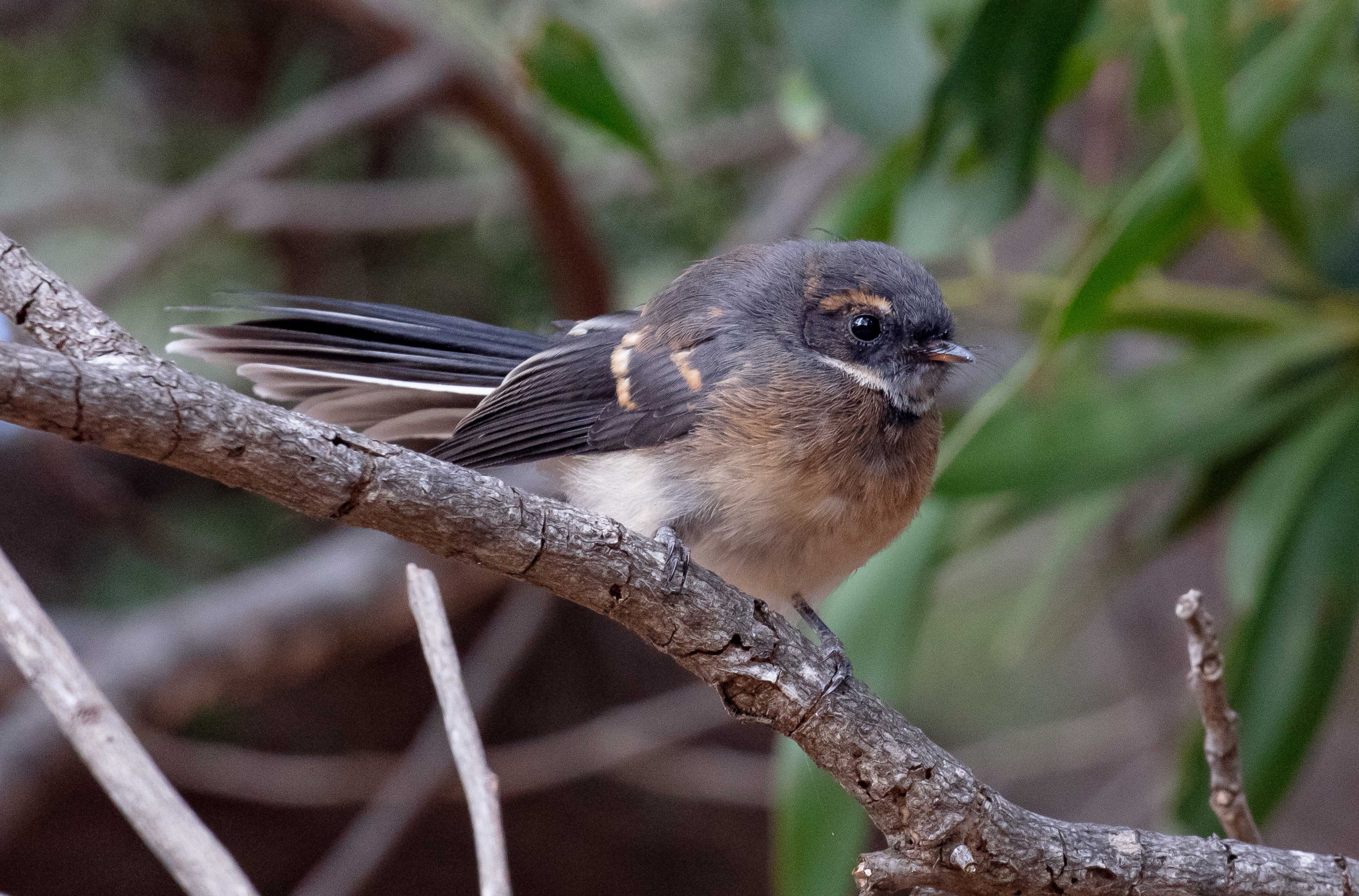 Grey Fantail juvenile