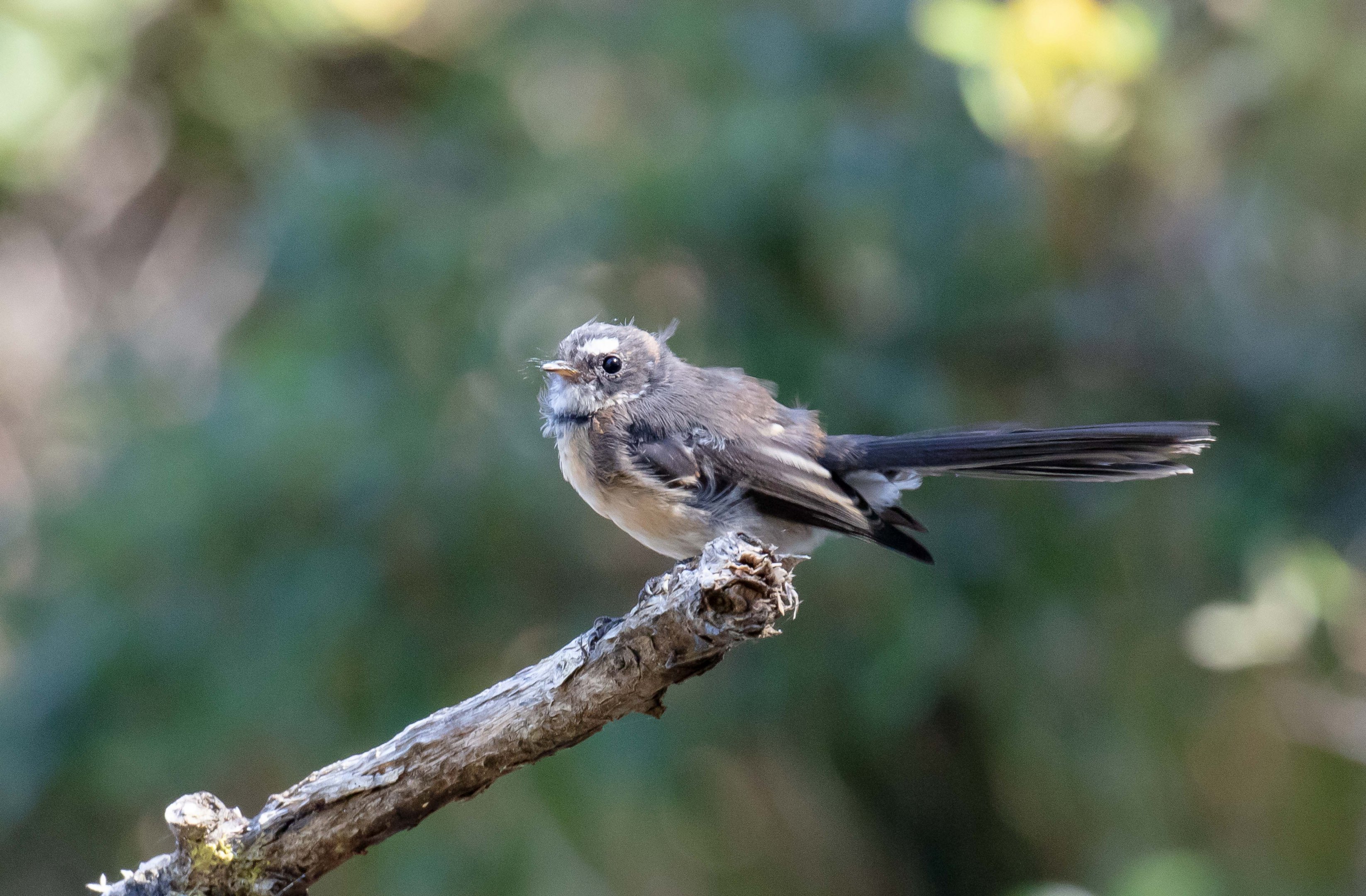 Grey Fantail juvenile