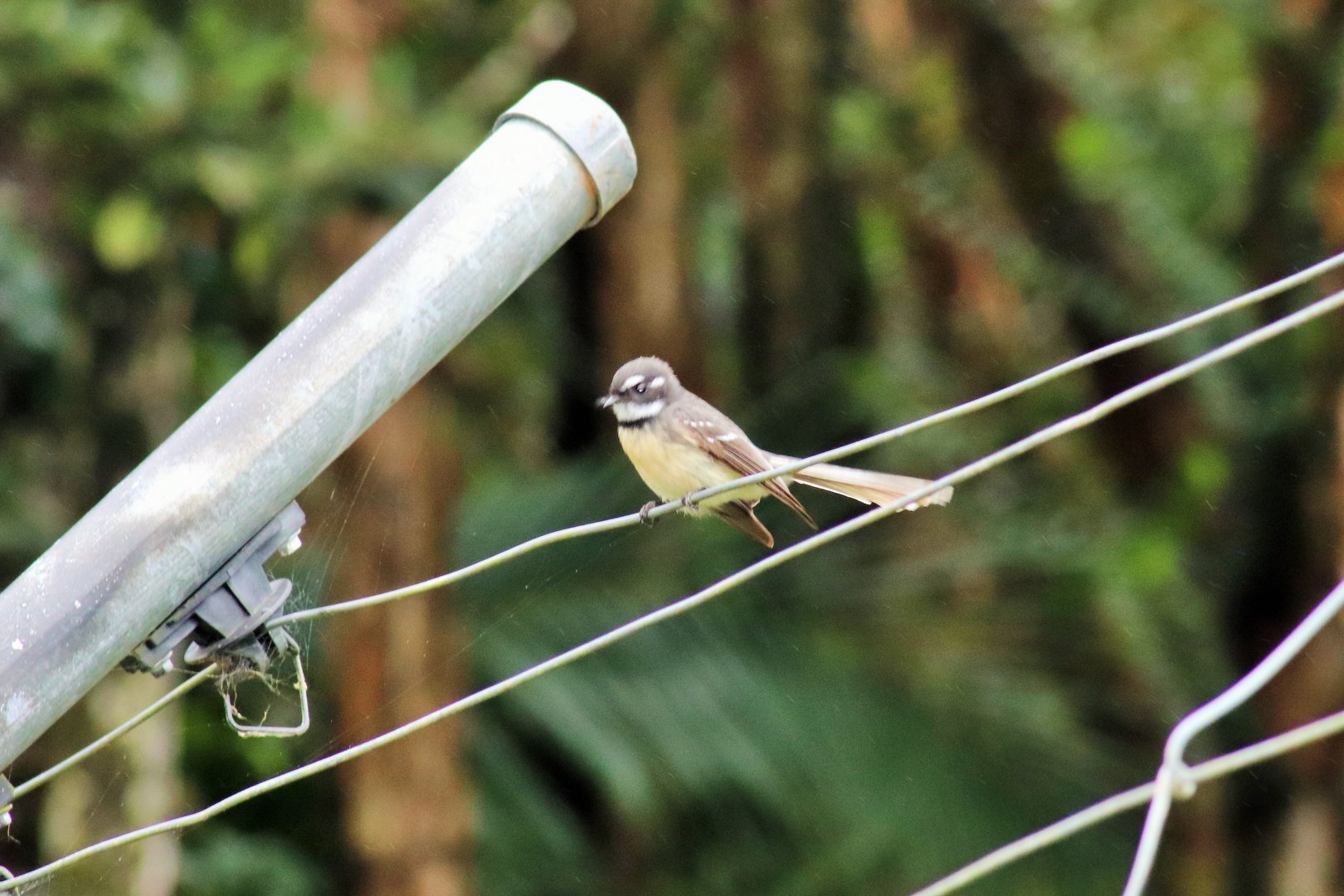 Grey Fantail (Rhipidura albiscapa)-Wild
