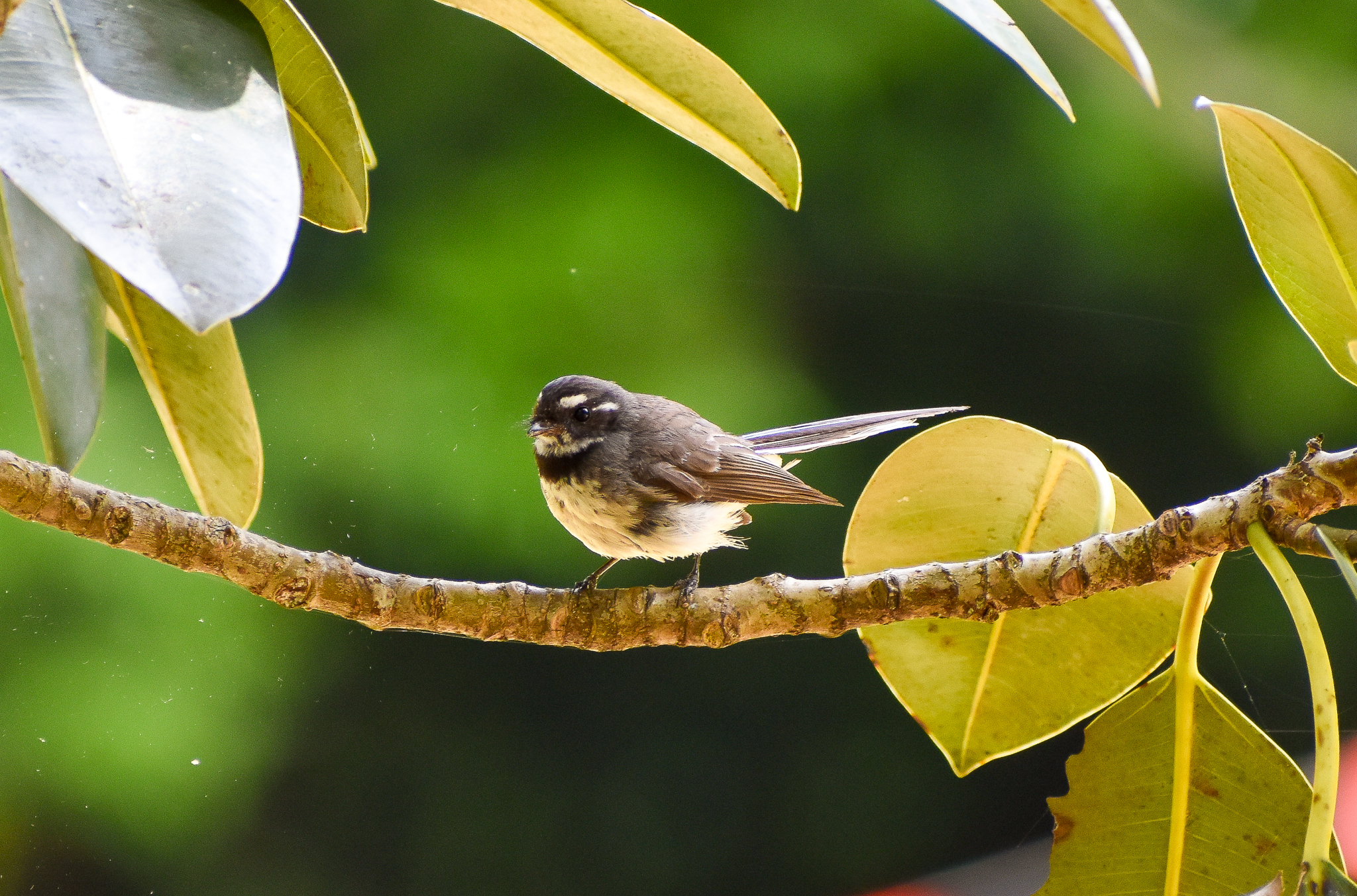 Grey Fantail (Rhipidura albiscapa)