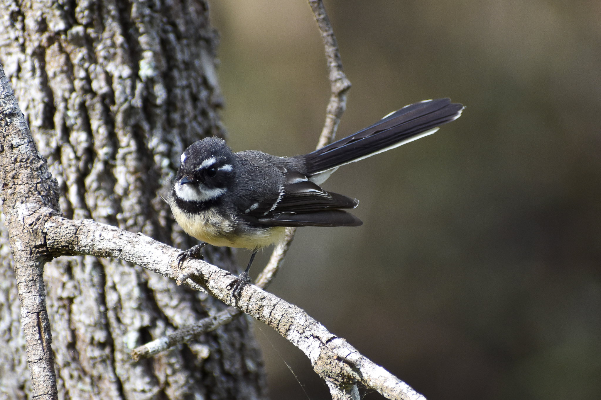 Grey Fantail (Rhipidura albiscapa)