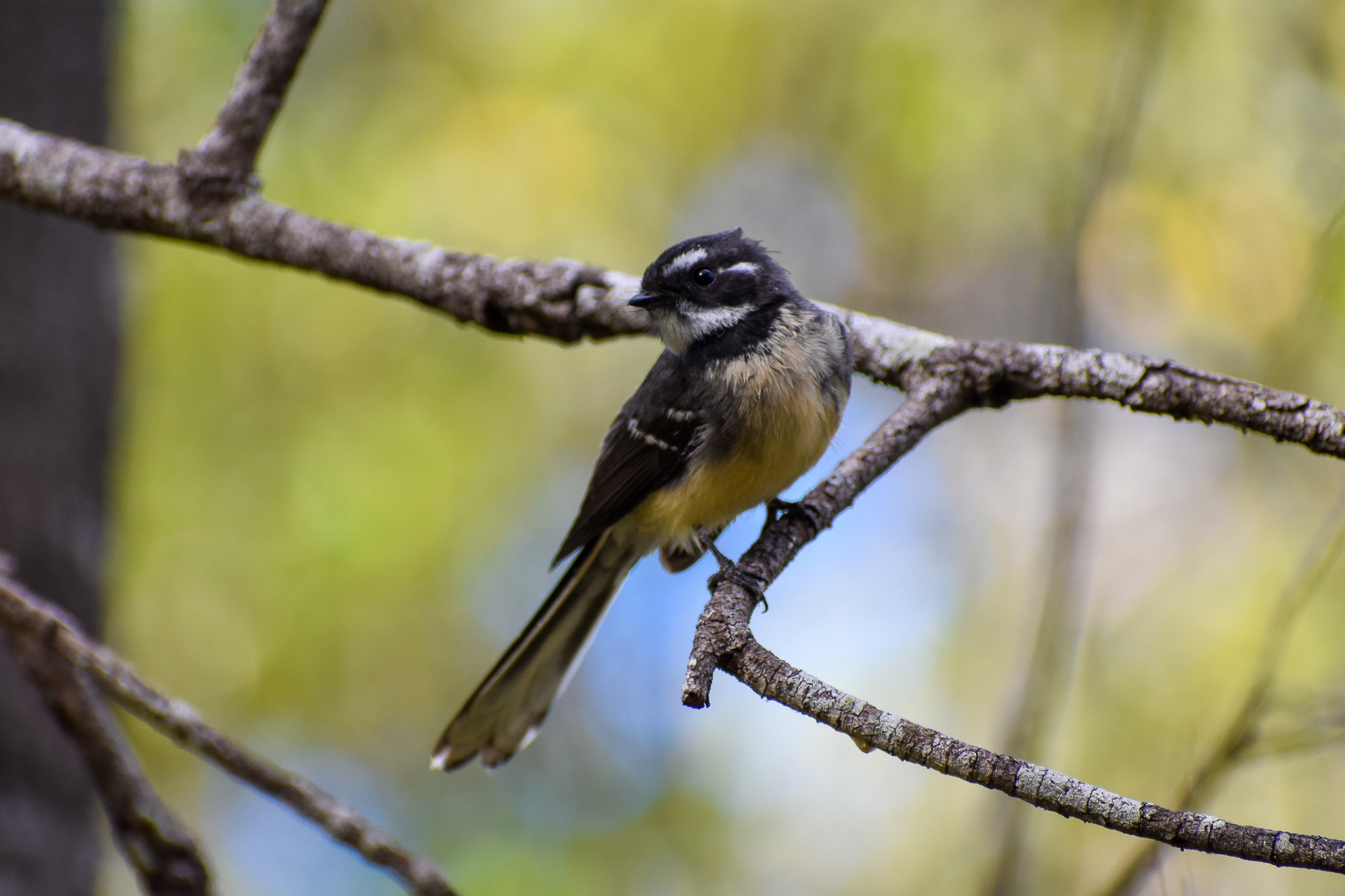 Grey Fantail (Rhipidura albiscapa)