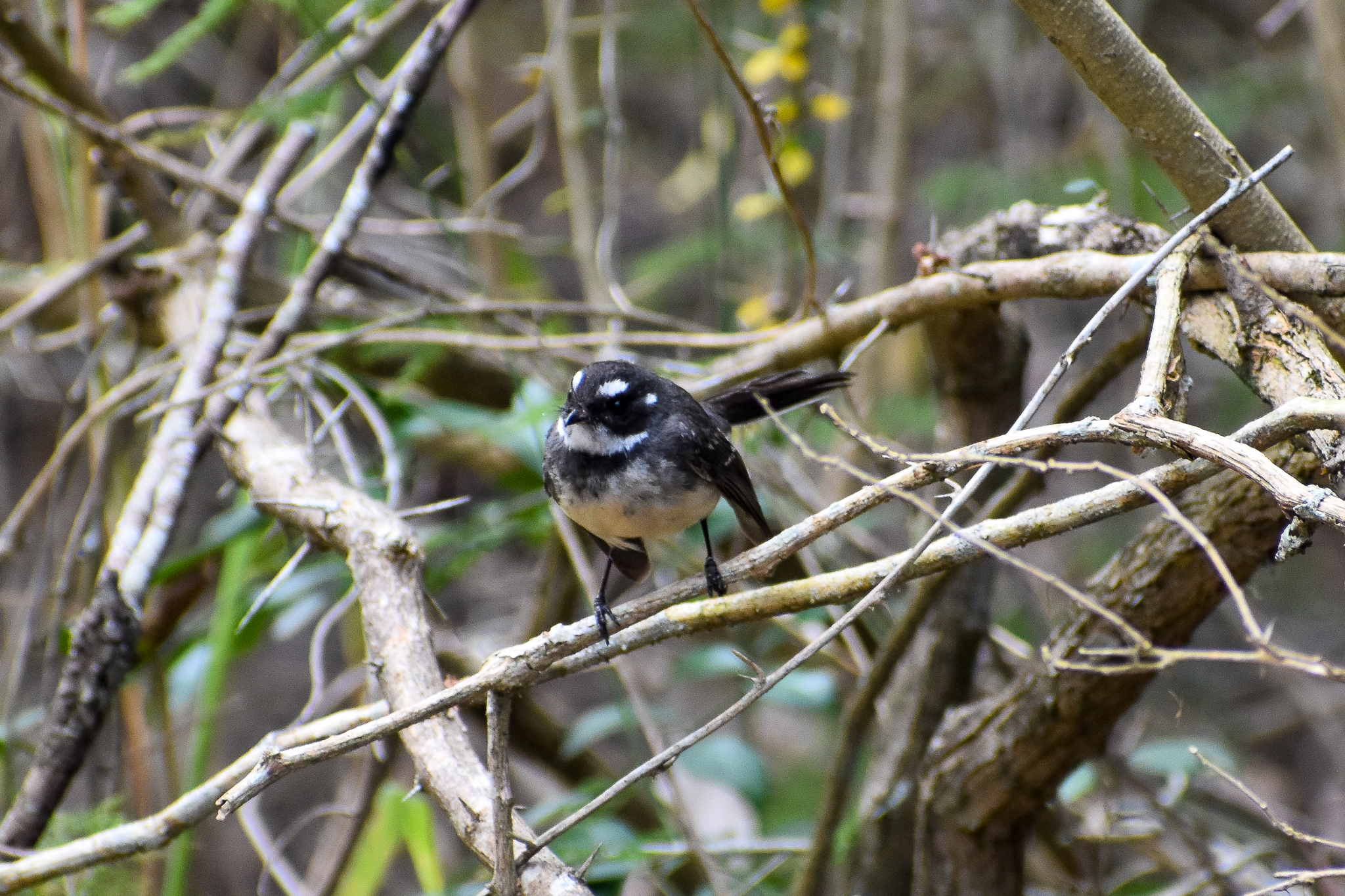 Grey Fantail (Rhipidura albiscapa)