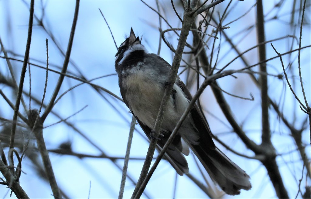 Grey Fantail vocalising