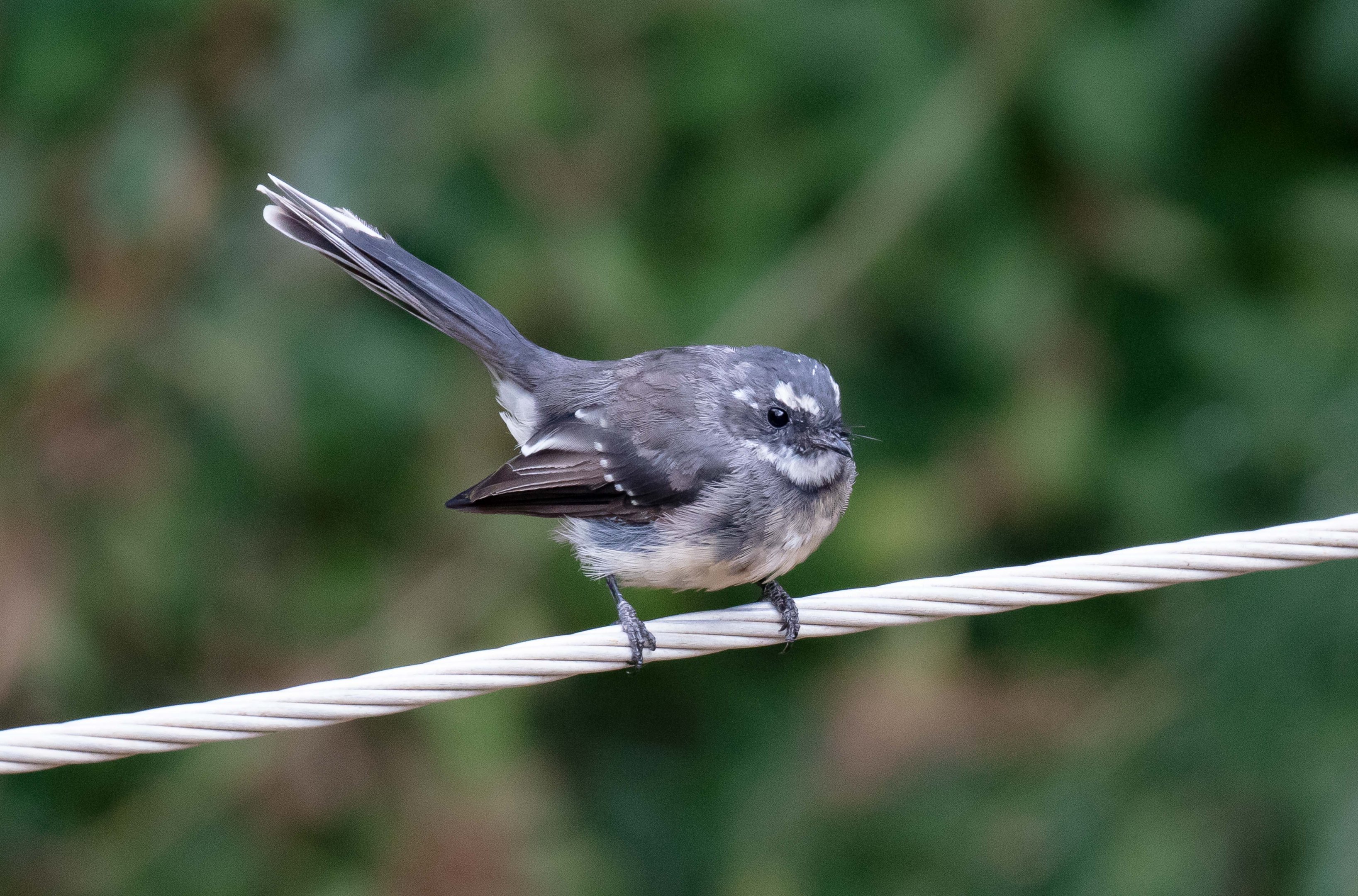 Grey Fantail (wild bird)
