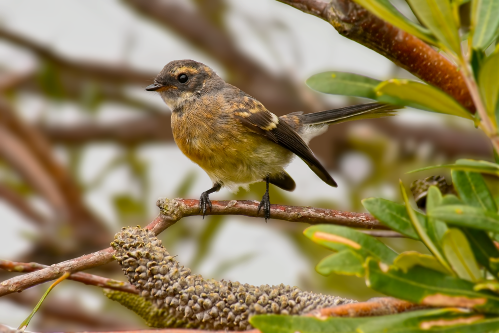 Grey Fantail (young) - Rhipidura albiscapa