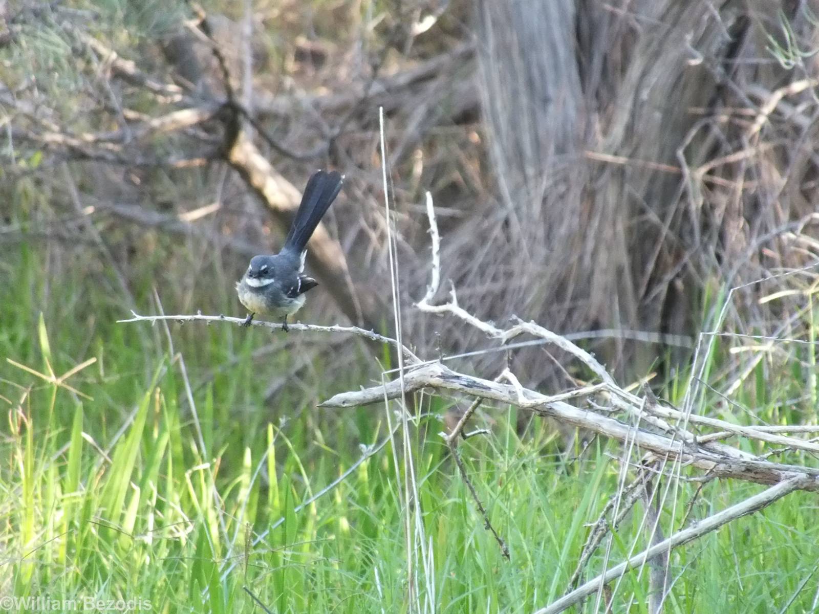 Grey Fantail