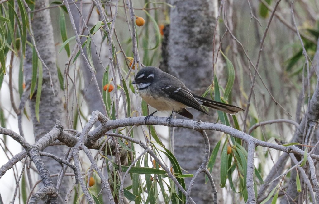 Grey Fantail